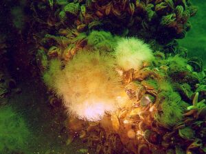 Seeanemonen