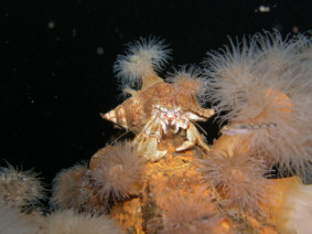 Eine angriffslustige Schnecke